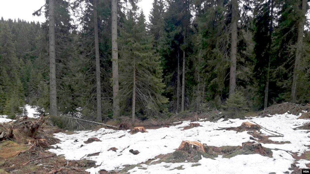 Krčenje šume na Kopaoniku (Foto: Društvo za posmatranje ptica Srbije)