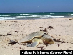 Padre Island National Seashore provides a safe nesting ground for the Kemp’s Ridley sea turtle, the most endangered of all sea turtle species.