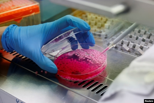 A researcher handles a petri dish containing hybrid beef rice, elaborated using cow muscle and fat stem cells, at the laboratory of Yonsei University in Seoul, South Korea, March 8, 2024. (REUTERS/Kim Soo-hyeon)