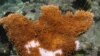 Human Waste Killing Caribbean Coral