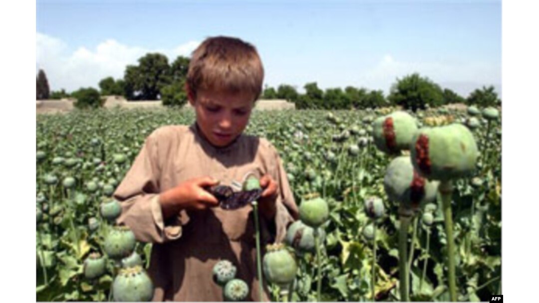 Afg’oniston bu yil yanada ko'proq afyun yetishtirishi mumkin