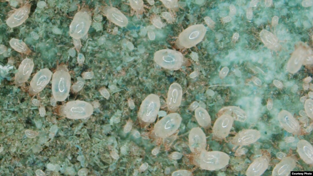 Soil mites taken from the wild and raised in test tubes in the University of Leeds laboratory showed evolutionary changes over just 20 generations — a timespan of about 100 weeks — in response to their new environment. (Credit: Tim Benton)