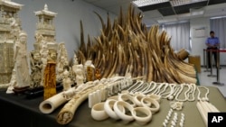 In this May 15, 2014 file photo, confiscated ivory is displayed at a chemical waste treatment center in Hong Kong. The London-based Environmental Investigation Agency said Thursday, Nov. 6, 2014 Chinese officials used a state trip by Chinese President Xi Jinping and other high-level visits to smuggle ivory out of Tanzania. In a report the environmental watchdog says Chinese-led criminal gangs conspired with corrupt Tanzanian officials to traffic huge amounts of ivory, some of which was loaded in diplomatic bags on Xi's plane during a presidential visit in March 2013. (AP Photo/Kin Cheung, File)