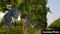 Oregon shtatida azaldan vinochilik bilan shug’ullangan fermerlar endi marixuana eka boshlagan.