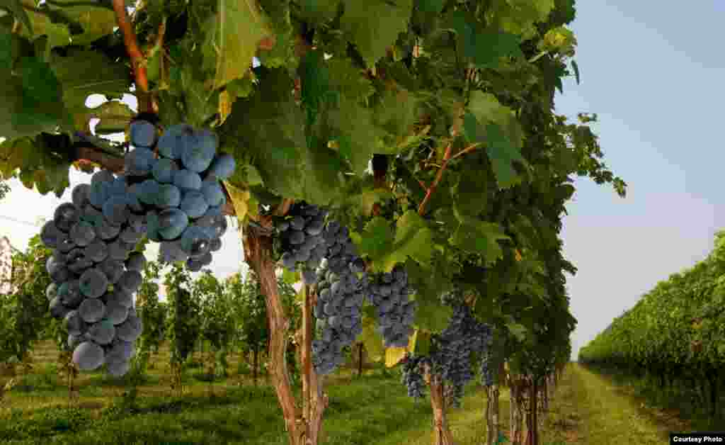 Cabernet Sauvignon grapes ripen on vines at the Boxwood Winery near Middleburg, Virginia. (&copy; Kenneth Garrett Photography)