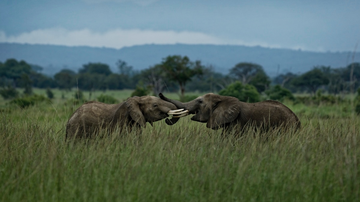 Report: Tanzania's Elephant Population Recovering Report: Tanzania's Elephant Population Recovering
