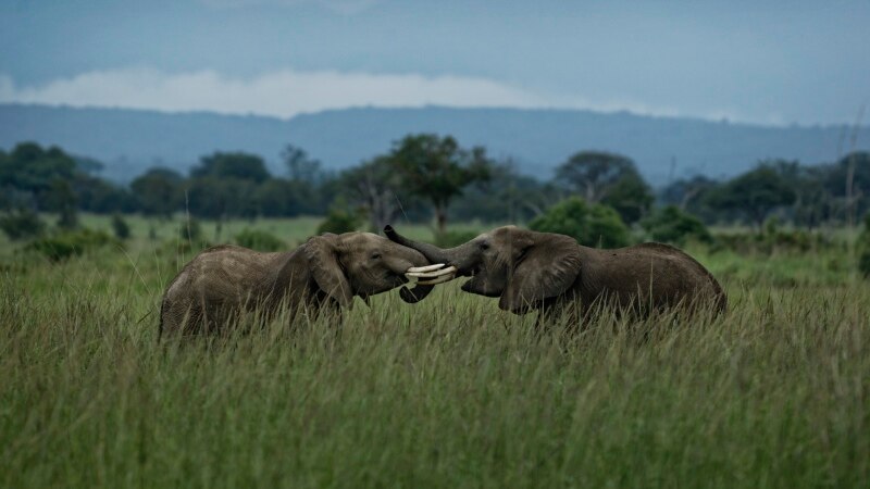 Report: Tanzania's Elephant Population Recovering 