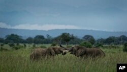Two young elephants play in Mikumi National Park, Tanzania, March 20, 2018. The battle to save Africa's elephants appears to be gaining momentum in Mikumi, where killings are declining and some populations are starting to grow again.
