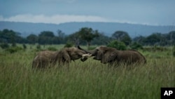 FILE - Two young elephants play in Mikumi National Park, Tanzania, March 20, 2018. 