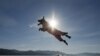 一只在俄罗斯西伯利亚雪地里嬉戏的拉布拉多巡回犬。（资料照）