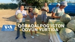 Qoraqalpog'iston qovuni, Rustemning polizlari 