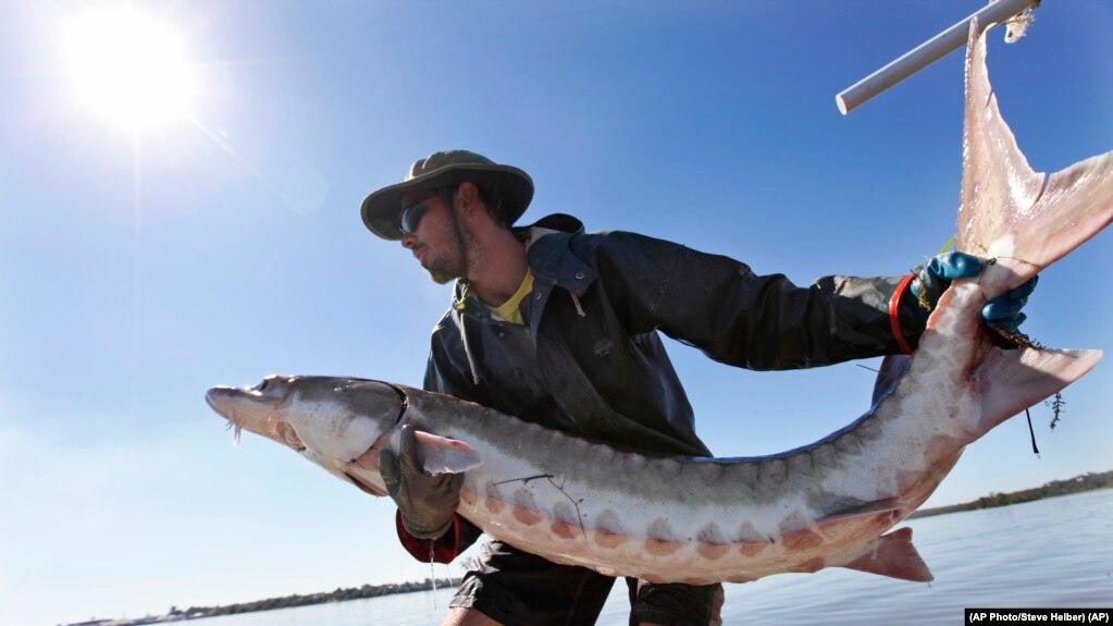 In this Oct. 8, 2010 photo, Matt Balazik gets ready to throw a 70-lb Atlantic sturgeon into the James River near Charles City, Virginia. (AP Photo/Steve Helber)