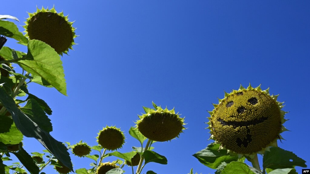 A sunflower with missing seeds depicting a smile is seen in a field near the small Bavarian village of Groebenzell, southern Germany, on a sunny September 4, 2019.