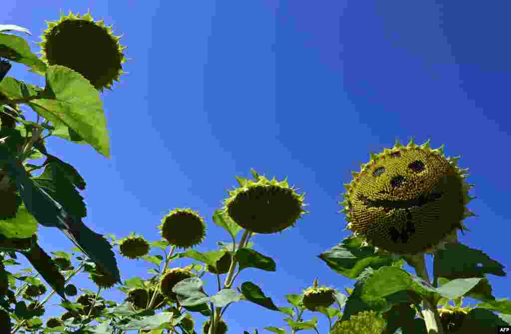 A sunflower with missing seeds depicting a smile is seen in a field near the small Bavarian village of Groebenzell, southern Germany.