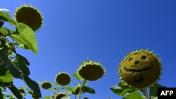 A sunflower with missing seeds depicting a smile is seen in a field near the small Bavarian village of Groebenzell, southern Germany, on a sunny September 4, 2019.