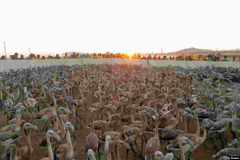 Volunteers stand around flamingo chicks gathered in a corral before being fitted with identity rings at dawn at a lagoon in the Fuente de Piedra natural reserve, near Malaga, southern Spain, Aug. 17, 2019.