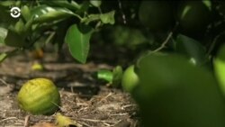 Настоящее Время. Америка – 5 февраля 2019