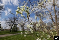 A flowering tree in a park in Nebraska, the state where Arbor Day got its start over 100 years ago. (AP Photo/Nati Harnik)