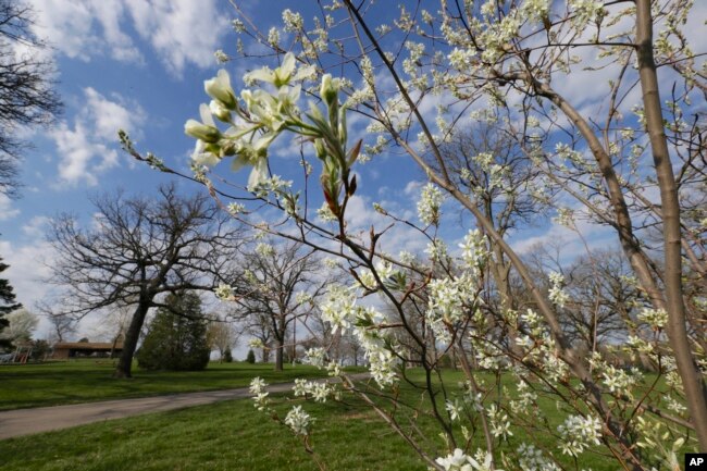 A flowering tree in a park in Nebraska, the state where Arbor Day got its start over 100 years ago. (AP Photo/Nati Harnik)