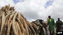 FILE: Kenya Wildlife Services (KWS) personnel make final preparations at one of the ten pyres stacked up with illegal stockpiles of elephant tusks stacked up onto pyres at Nairobi's national park, waiting to be burned. April 28, 2016