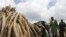 FILE: Kenya Wildlife Services (KWS) personnel make final preparations at one of the ten pyres stacked up with illegal stockpiles of elephant tusks stacked up onto pyres at Nairobi's national park, waiting to be burned. April 28, 2016