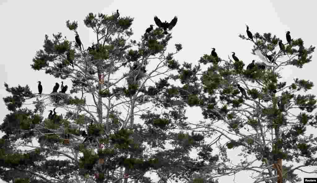 Koloni burung kormoran tampak di sebuah pulau di danan dekat kota Vileika, Belarusia.