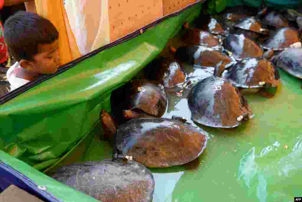 A boy looks at royal turtles (southern river terrapins) during a ceremony to release them into a river in Boeung Trach village, Kampong Seila district in Preah Sihanouk province, Cambodia.