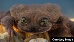 'Juliet," a female Sehuencas water frog. (Photo: Robin Moore, Global Wildlife Conservation)