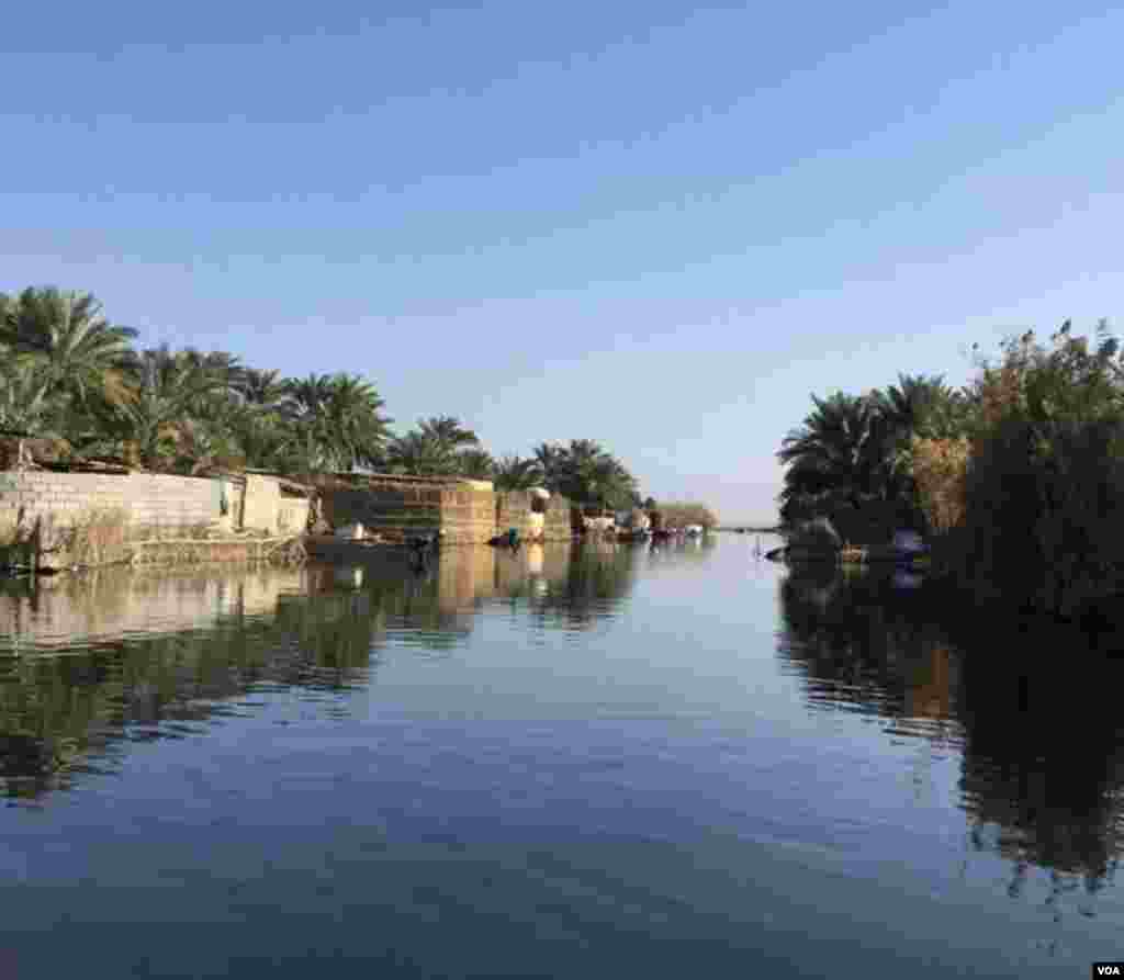 تالاب شادگان عکس: امید شیوندی (ارسالی شما) 