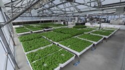 Modules of Genovese basil and other plants are seen in the Iron Ox greenhouse in Gilroy, California, U.S. on September 15, 2021. Picture taken September 15, 2021. REUTERS/Nathan Frandino