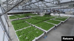 Modules of Genovese basil and other plants are seen in the Iron Ox greenhouse in Gilroy, California, U.S. on September 15, 2021. Picture taken September 15, 2021. REUTERS/Nathan Frandino