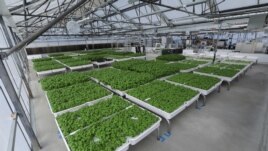Modules of Genovese basil and other plants are seen in the Iron Ox greenhouse in Gilroy, California, U.S. on September 15, 2021. Picture taken September 15, 2021. REUTERS/Nathan Frandino