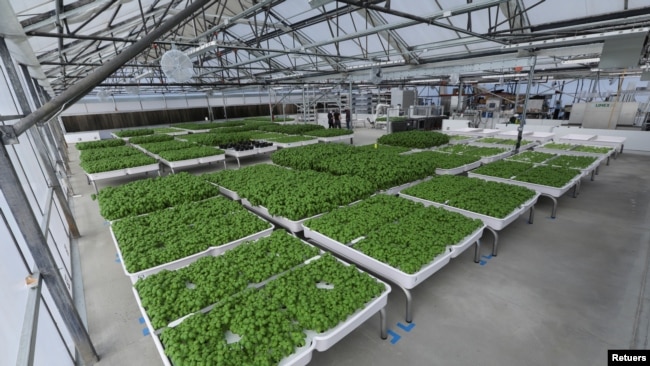 Modules of Genovese basil and other plants are seen in the Iron Ox greenhouse in Gilroy, California, U.S. on September 15, 2021. Picture taken September 15, 2021. REUTERS/Nathan Frandino