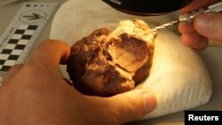 The holotype skull of Triopticus primus is seen during preparation under the microscope at the University of Texas, in Austin, Texas, in this undated handout photo. (Matthew Brown/Handout)