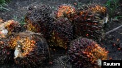 FILE - Palm oil fruits are pictured at a plantation in Chisec, Guatemala, Dec. 19, 2018. 
