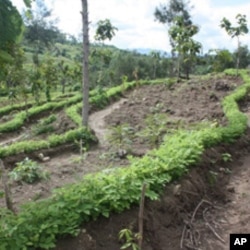 Farmers in Indonesia get better crop production and an improved environment with terrace farming