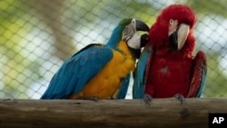 A blue-and-yellow macaw grooms a red-and-green macaw, inside an enclosure at BioParque, in Rio de Janeiro, Brazil, May 5, 2021.