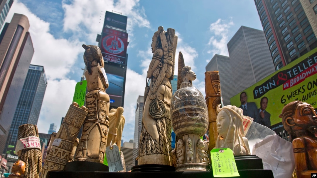 U.S. government display confiscated illegal ivory before crushing more than a ton in an effort to halt elephant poaching and ivory trafficking, Friday, June 19, 2015 at Times Square in New York.