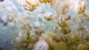 Film Explores Decline of Coral Reefs