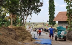 Warga Kulonprogo bersama-sama mengolah hasil panen. (Foto: VOA/ Nurhadi)