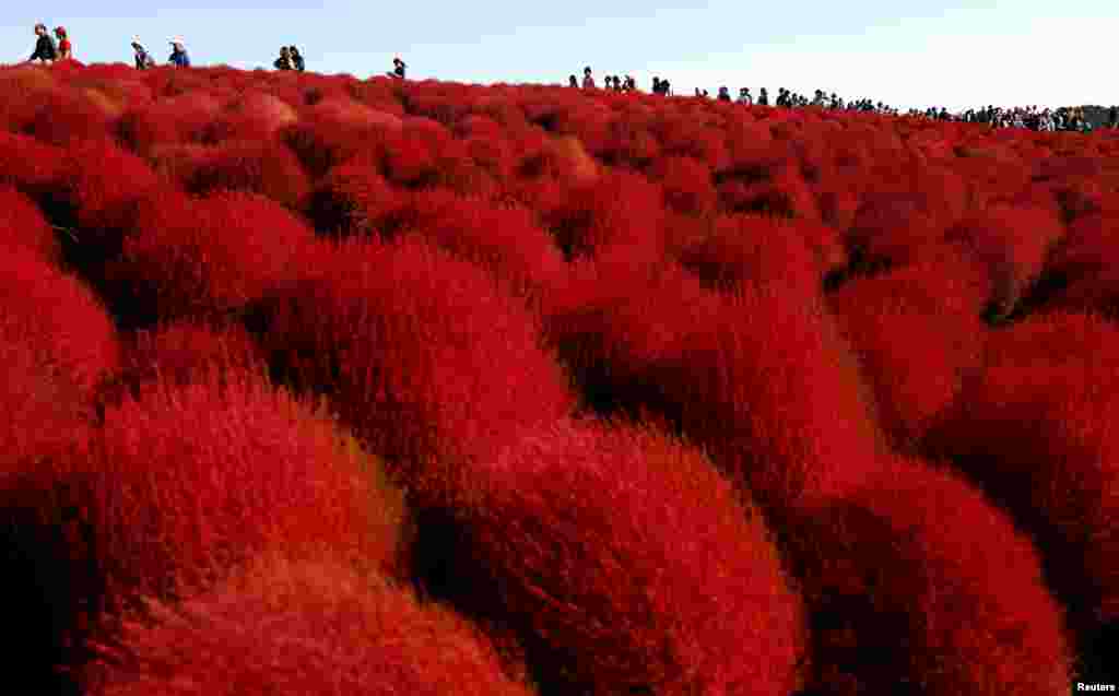 People walk in a field of fireweed, or Kochia scoparia, at the Hitachi Seaside Park in Hitachinaka, Japan.Fireweed is a grass bush that takes on a bright red color in autumn.