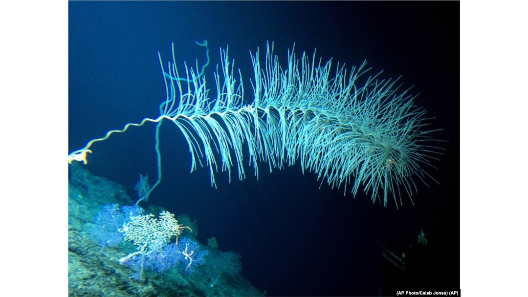 Deep sea coral sits at the top of the Cook seamount, seen from the Pisces V submersible during a diveoff the coast of Hawaii on Sept. 6, 2016. Seamounts are believed to cover about 29 million square kilometers of the planet. (AP Photo/Caleb Jones)