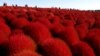 Orang-orang berjalan di lapangan semak rumput &quot;fireweed&quot; atau Kochia scoparia, di Hitachi Seaside Park, Hitachinaka, Jepang. Semak rumput ini berubah menjadi warna merah cerah pada saat memasuki musim gugur.