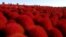 Orang-orang berjalan di lapangan semak rumput &quot;fireweed&quot; atau Kochia scoparia, di Hitachi Seaside Park, Hitachinaka, Jepang. Semak rumput ini berubah menjadi warna merah cerah pada saat memasuki musim gugur.