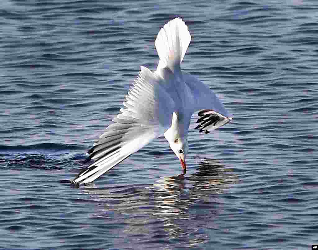 A gull catches food in the Baltic Sea near Gold on the island of Fehmarn, northern Germany.