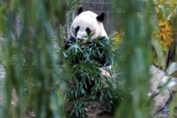 Panda raksasa Bei Bei mengunyah bambu di Habitat Keluarga Panda Raksasa di Taman Zoologi Nasional Smithsonian di Washington D.C., sebelum dikembalikan ke China, Selasa, 19 November 2019. (Foto AP / Michael A. McCoy)