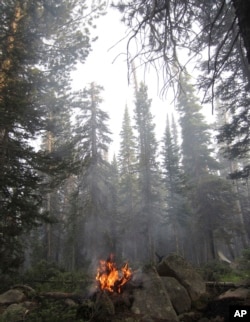 In this July 12, 2017, photo, a fallen tree burns in the Keystone fire near Albany, Wyo. The fire was burning in a dense forest of beetle-killed trees, which pose a safety hazard for firefighters because the trees topple more easily than living trees.