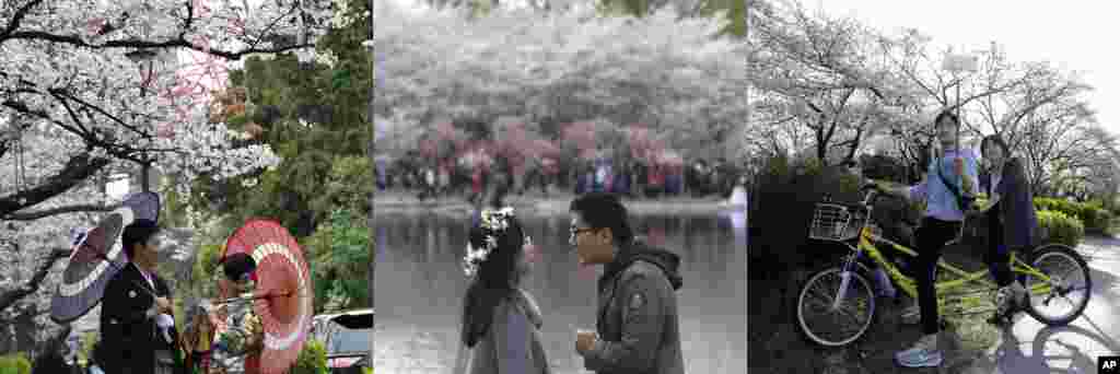 In this combination of photos showing couples with cherry blossoms in Tokyo, Beijing, and Seoul, from left to right: A couple in Japanese traditional wedding Kimonos pose for a photograph under the blooming cherry trees in Tokyo, April 5, 2017; a man and woman share a moment as cherry trees bloom at rear at Yuyuantan park in Beijing, March 25, 2017; a man and woman on a bike take a selfie near cherry blossoms in Seoul, April 10, 2017. &nbsp;