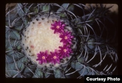 Illegal trade contributes to placing cacti like Melocactus glaucescens among the world’s most endangered species. (Nigel Taylor)