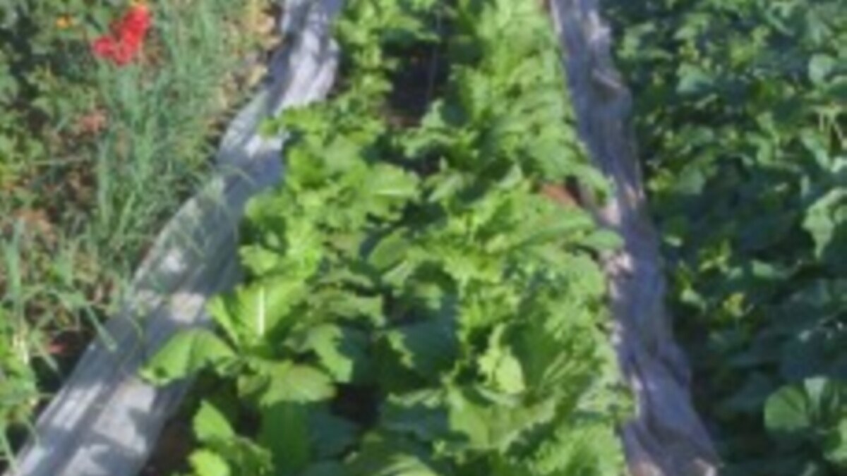 Senegalese Farmers Using Innovative Garden Project To Boost Productivity